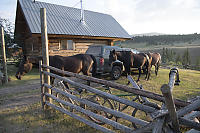 Horses Close To Cabin