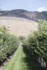 Horsting Apple Orchard