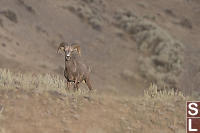 Male Bighorn Sheep Checking Me Out
