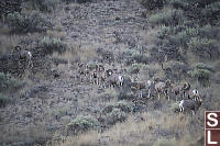 Male Bighorn Sheep Walking Up Trail