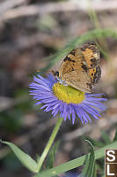 Northern Crescent On Fresh Flower