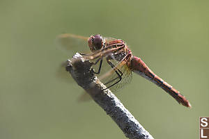 Red Veined Meadowhawk