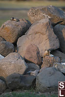 Yellow Bellied Marmots On Rock Pile