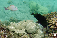 Brown Surgeonfish (light colour) and Parrotfish