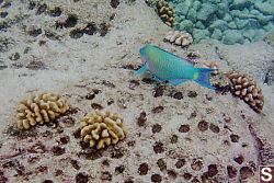 Bullethead Parrotfish and Coral