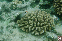 Female Bird Wrasse