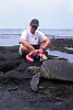 green sea turtle