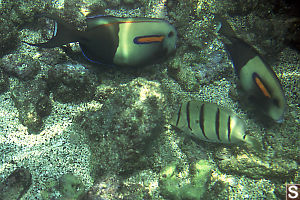 Two Orangeband Surgeonfish and Convict Tang