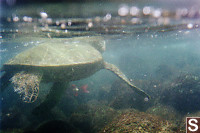 Turtle At The Surface