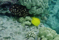 Yellow Tang's Feeding