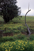 Flowering Fields