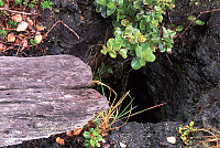 Tree Hole and Wood