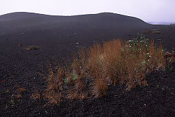 Tufts of Grass in the Area of Devastation