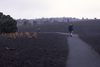 Walking Devastation Trail