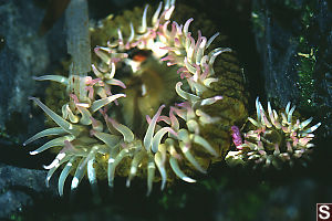 Big And Little Anemones