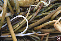 Knotted Kelp