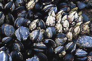 Mussels And Barnacles