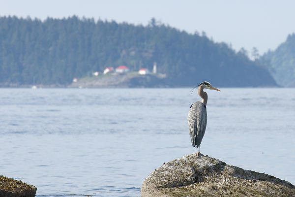 Heron With Lighthouse