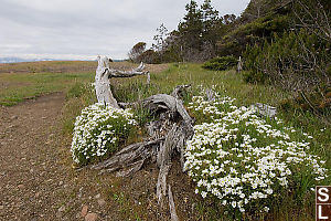 Field Chickweed With Dead Wood