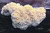 Conifer Coral Hericium