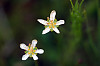 fringed grass of Parnassus