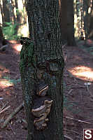 Fungus on Tree