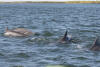 Bottlenose Dolphins In Lagoon