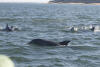 Bottlenose Dolphins Swimming Towards Us