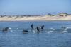 Cormorants Taking Off