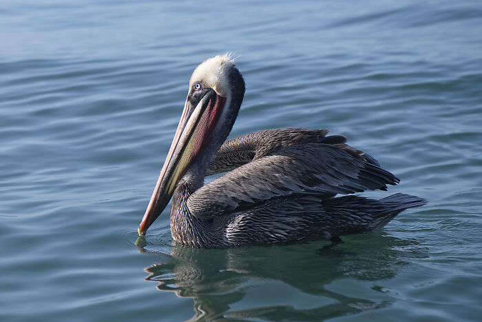 Mature Pelicans