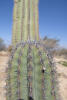 Mexican Giant Cactus Spines
