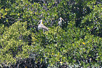 Three Ibis In Mangroves