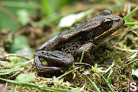 Red Legged Frog