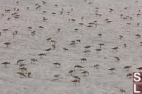 Western Sandpipers Feeding