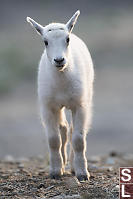 Baby Mountain Goat In Sunrise