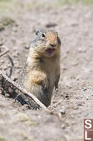 Columbian Ground Squirrel Squeeking