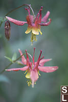 Columbine