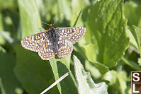 Ediths Checkerspot