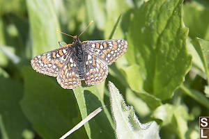 Ediths Checkerspot