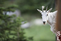 Goat With Tuft Of Hair