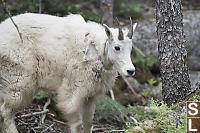 Juvenile Mountain Goat