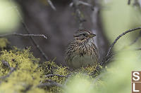 Lincoln Sparrow