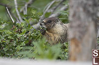 Marmot Eating Plants