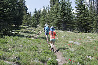 Paintbrush In Rocky Meadow