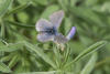 Western Tailed-Blue