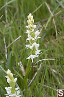 White Bog Orchid