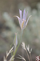 Little Purple Flower