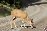 Mule Deer Eating Road