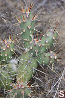 Prickly Pear Cactus