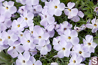 Spreading Phlox